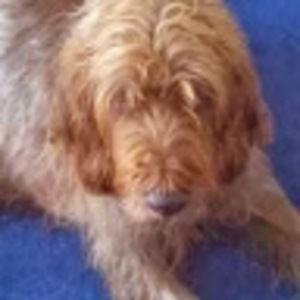 Meet your Posher, Charles